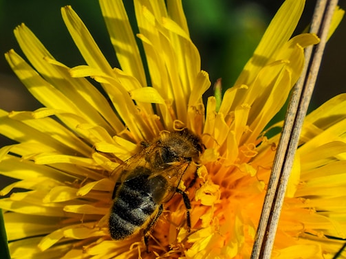 A scenic view of a honey bee on a flower, collecting nectar.