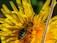 Close-up of a blooming spring flower with a bee collecting nectar.