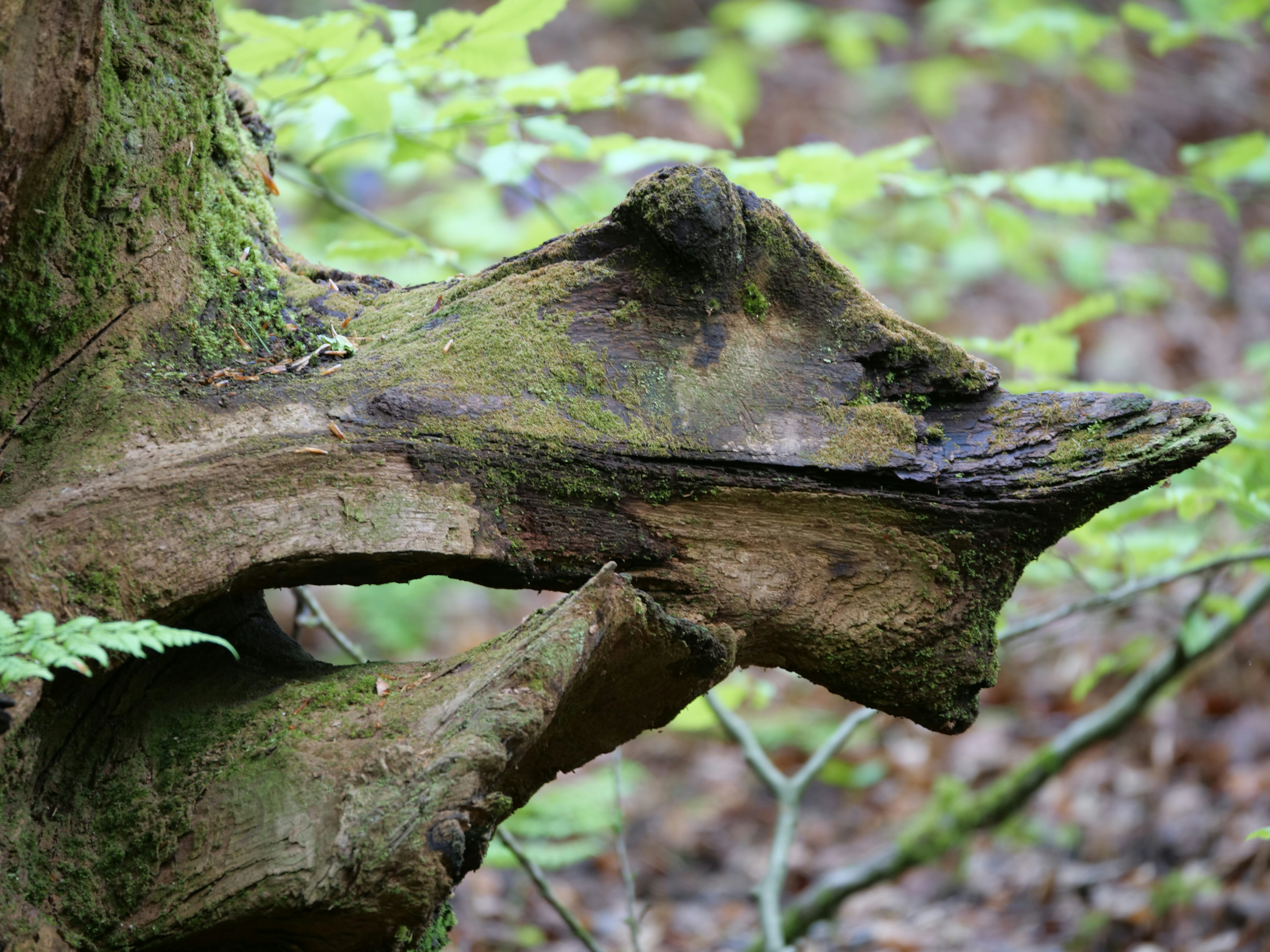 a tree that has fallen down in the woods
