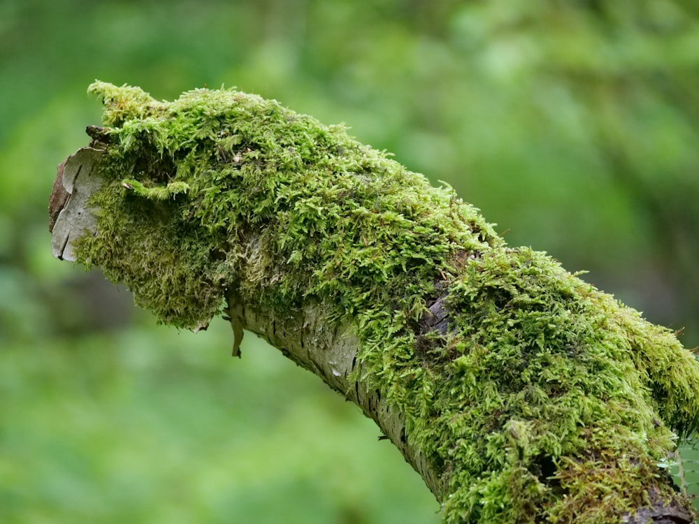 a moss covered branch of a tree in a forest