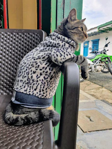 A cute cat modeling a vibrant, hand-stitched dress on a cozy indoor chair.