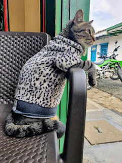 An elegant cat with a cozy hand-stitched hoodie, perched on a wooden chair
