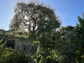 A serene herbal garden with various ayurvedic plants under sunlight.