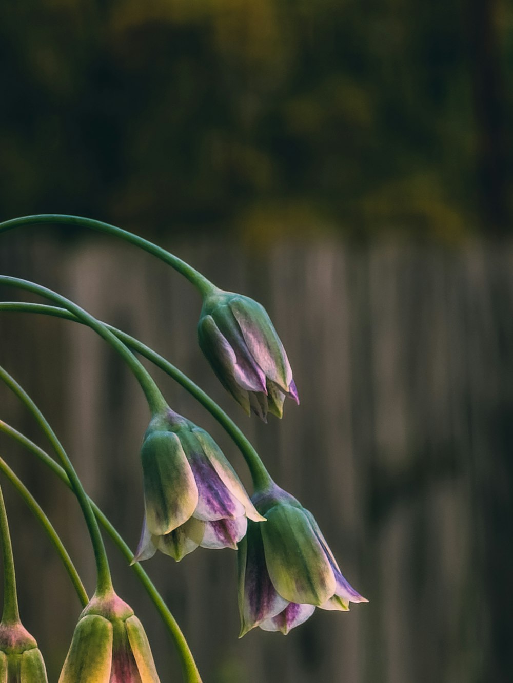 a close up of a flower with a fence in the background