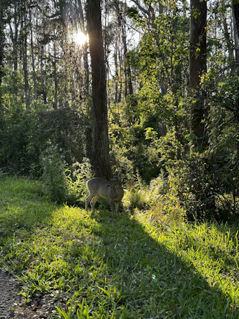 Sunlight filtering through dense trees over a calm waterhole frequented by deer.