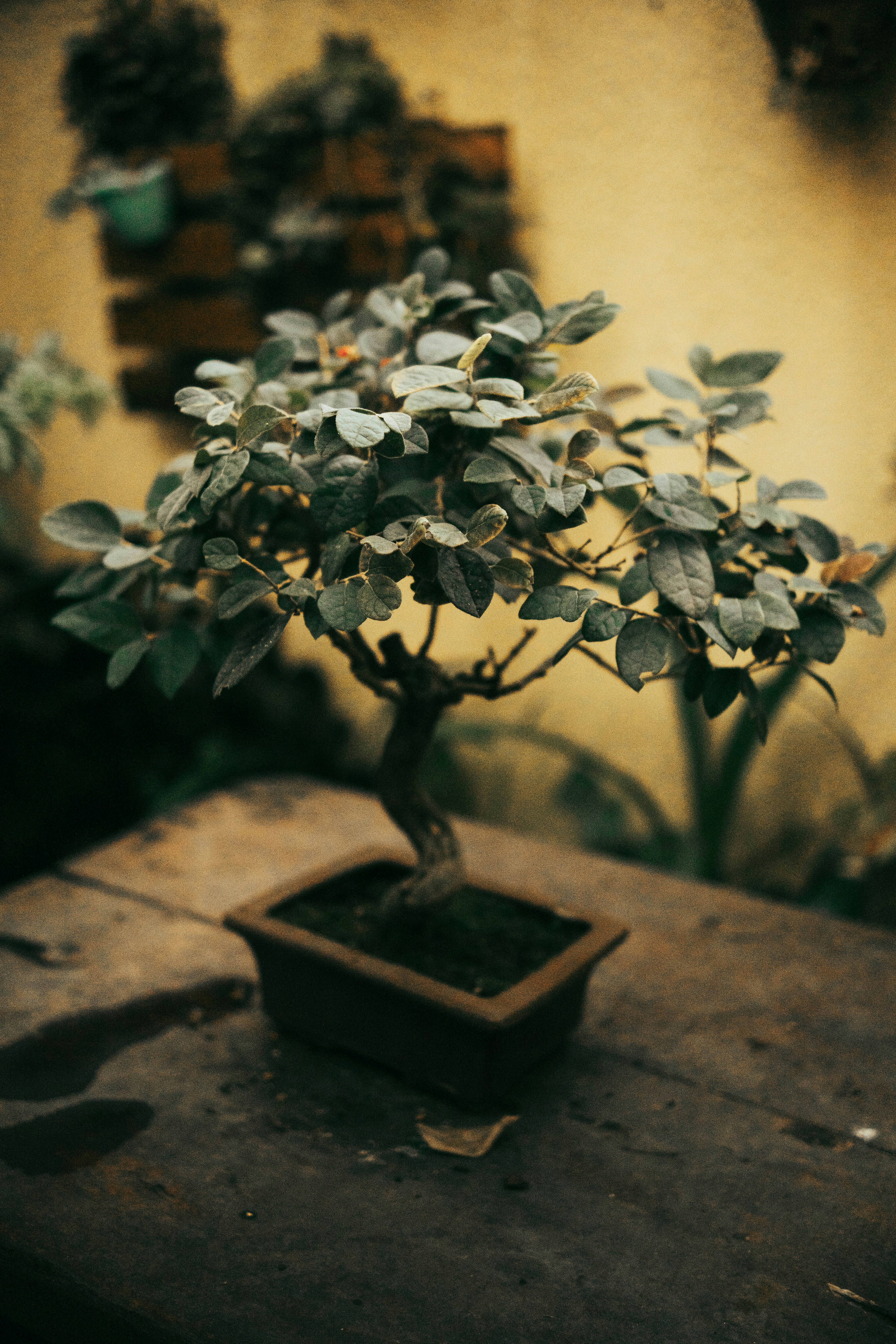 a bonsai tree in a pot on a table