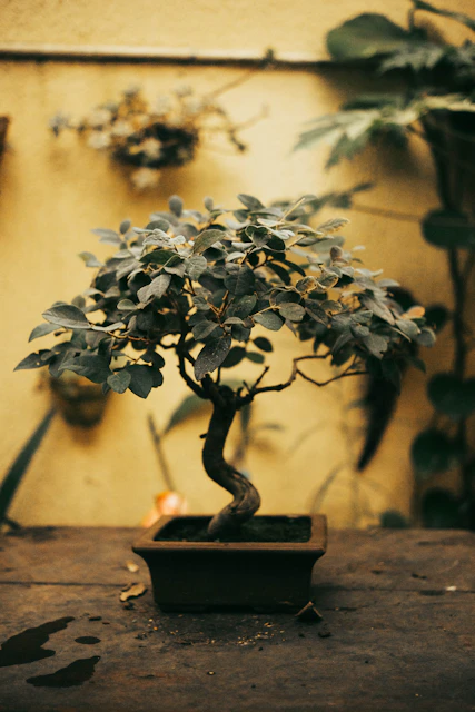 a bonsai tree in a pot on a table