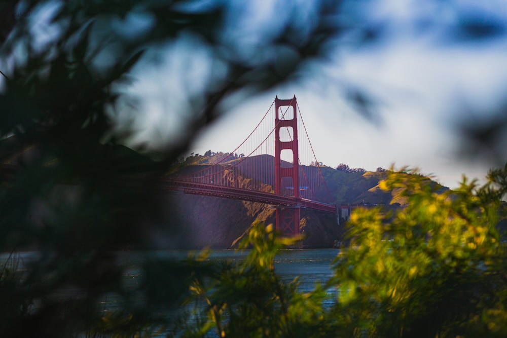 a view of the golden gate bridge through the trees