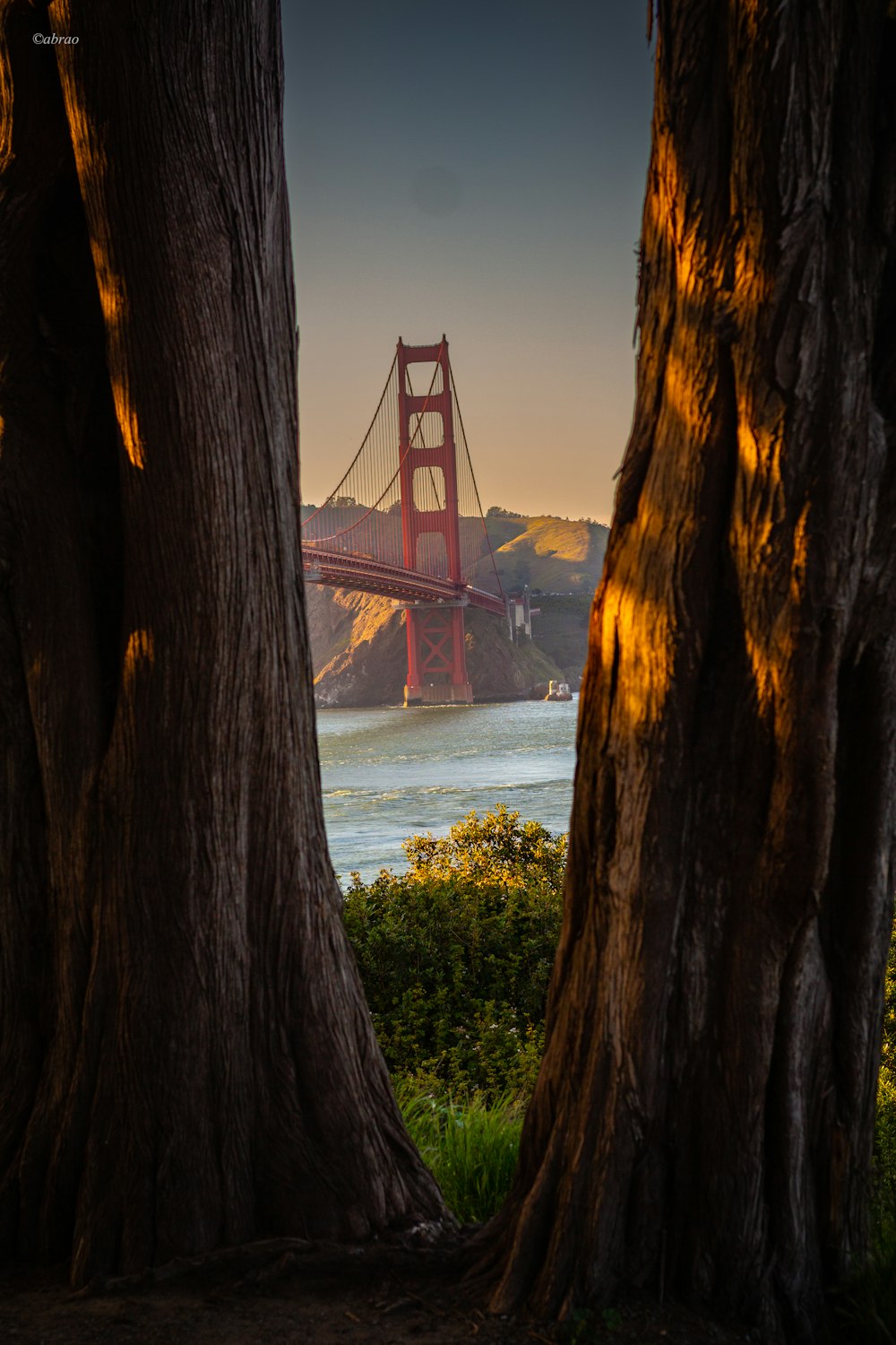 Une vue du Golden Gate Bridge à travers deux arbres