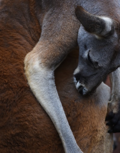 Close-up of a classic Aussie kangaroo cap resting on a rustic wooden table.