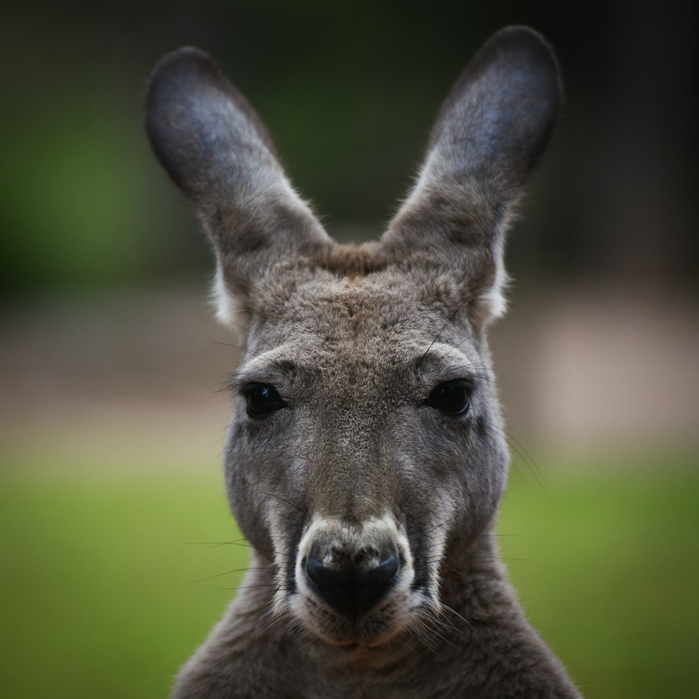 a close up of a kangaroo's face with a blurry background