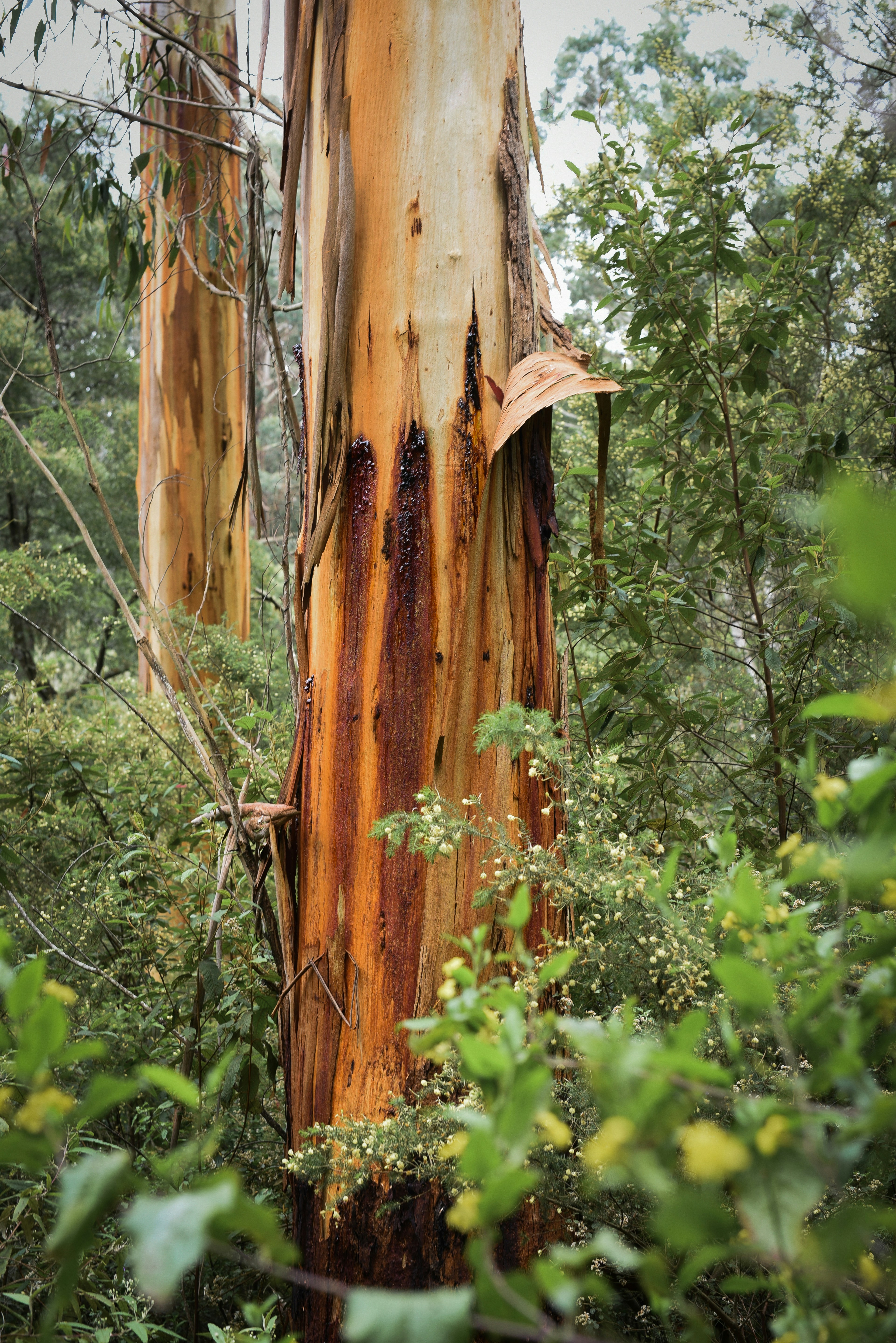 a tree in the middle of a forest