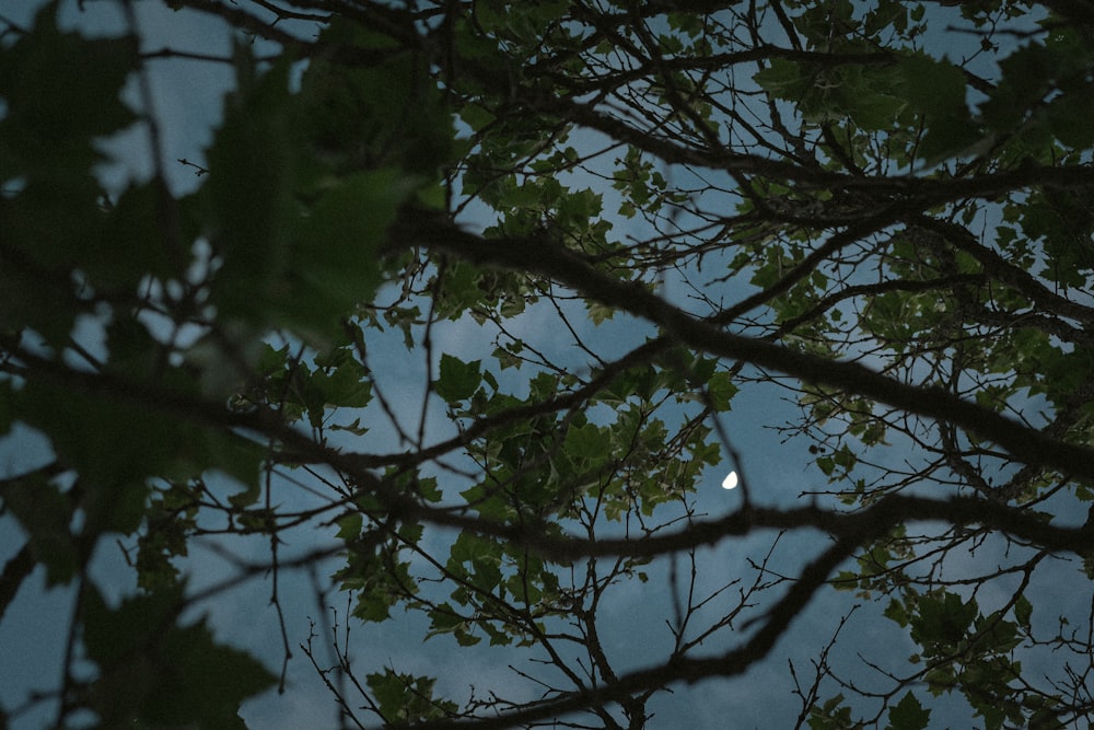 a full moon seen through the branches of a tree