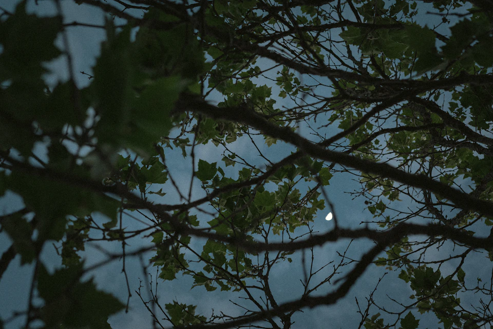Tree branch extends diagonally across frame, creating unique perspective from below upwards slowly