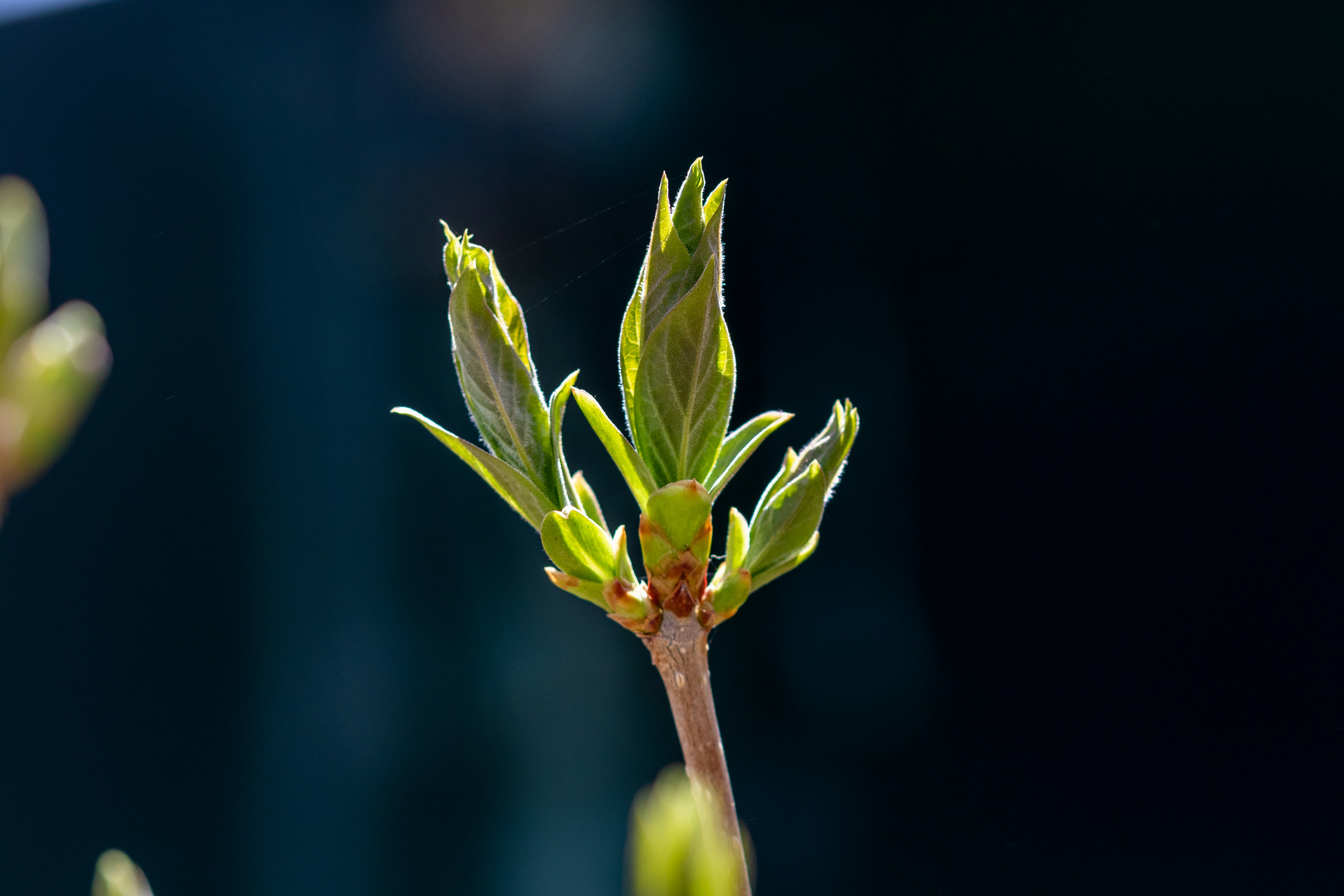 Photo by photo_tanbir