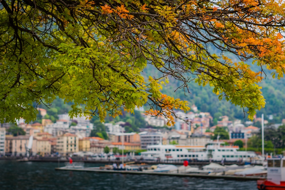 a view of a harbor with boats and a city in the background