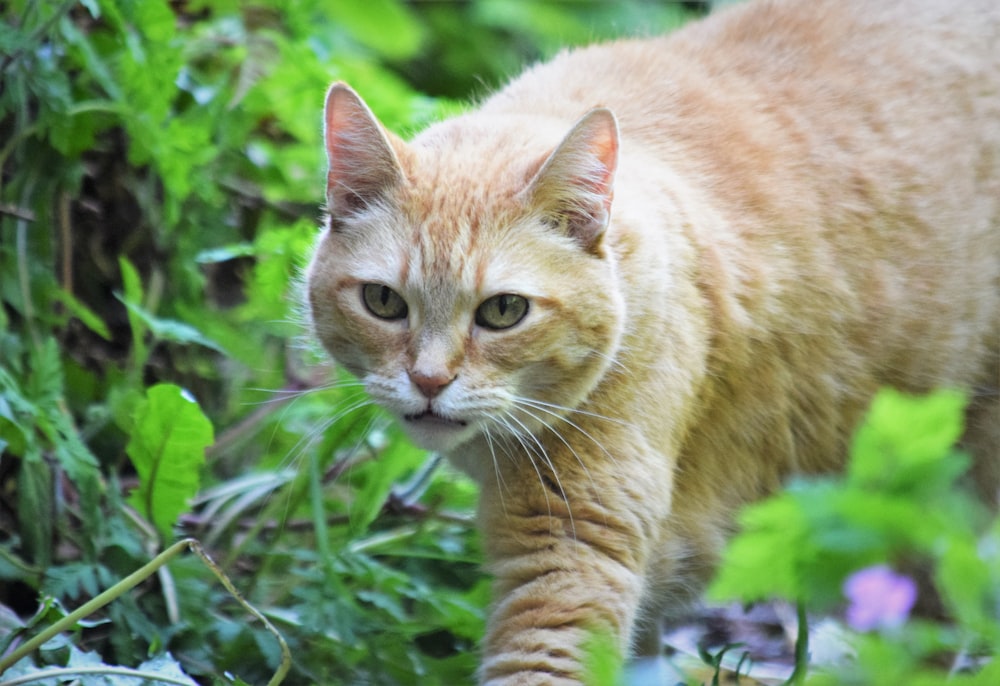 a cat walking through a lush green forest