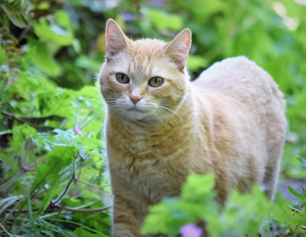 a cat standing in the middle of a lush green forest