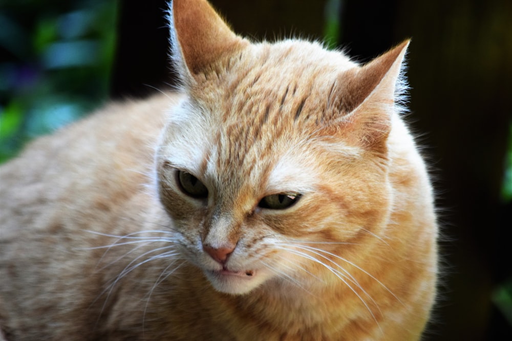 um close up de um gato com um fundo desfocado