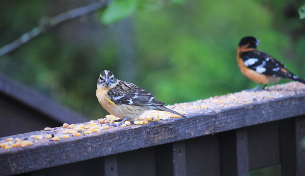 a couple of birds that are sitting on a rail