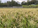 A lush, expansive rice field is filled with ripening golden ears of rice, set against a backdrop of trees and a stone boundary wall. The banana plants in the distance add a tropical element to the serene agricultural landscape.