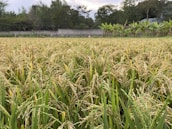 A lush, expansive rice field is filled with ripening golden ears of rice, set against a backdrop of trees and a stone boundary wall. The banana plants in the distance add a tropical element to the serene agricultural landscape.