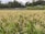 A lush, expansive rice field is filled with ripening golden ears of rice, set against a backdrop of trees and a stone boundary wall. The banana plants in the distance add a tropical element to the serene agricultural landscape.