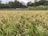 A lush, expansive rice field is filled with ripening golden ears of rice, set against a backdrop of trees and a stone boundary wall. The banana plants in the distance add a tropical element to the serene agricultural landscape.