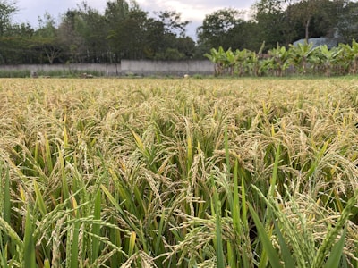 A lush, expansive rice field is filled with ripening golden ears of rice, set against a backdrop of trees and a stone boundary wall. The banana plants in the distance add a tropical element to the serene agricultural landscape.