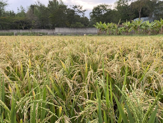 A lush, expansive rice field is filled with ripening golden ears of rice, set against a backdrop of trees and a stone boundary wall. The banana plants in the distance add a tropical element to the serene agricultural landscape.