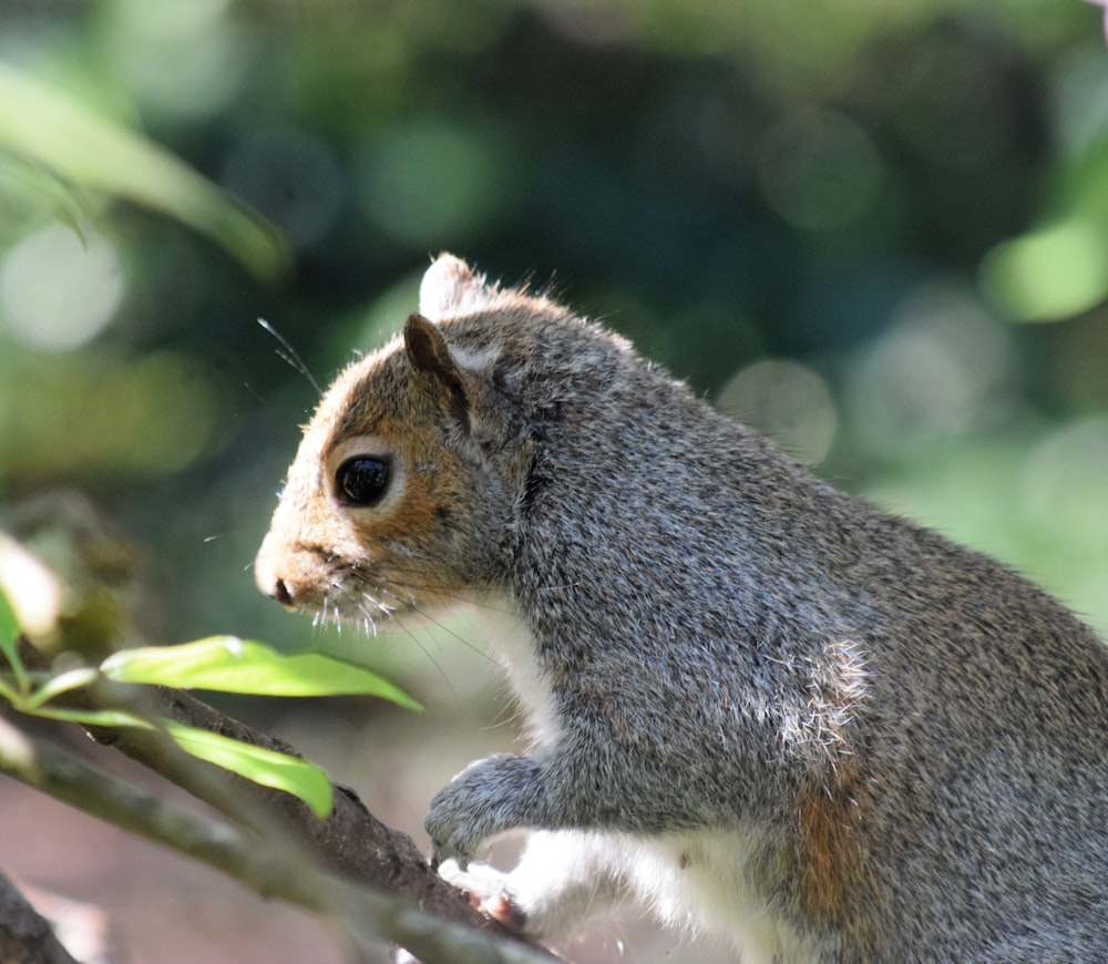 a squirrel sitting on top of a tree branch