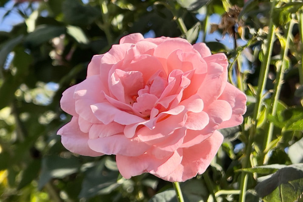 a pink flower is blooming in a garden