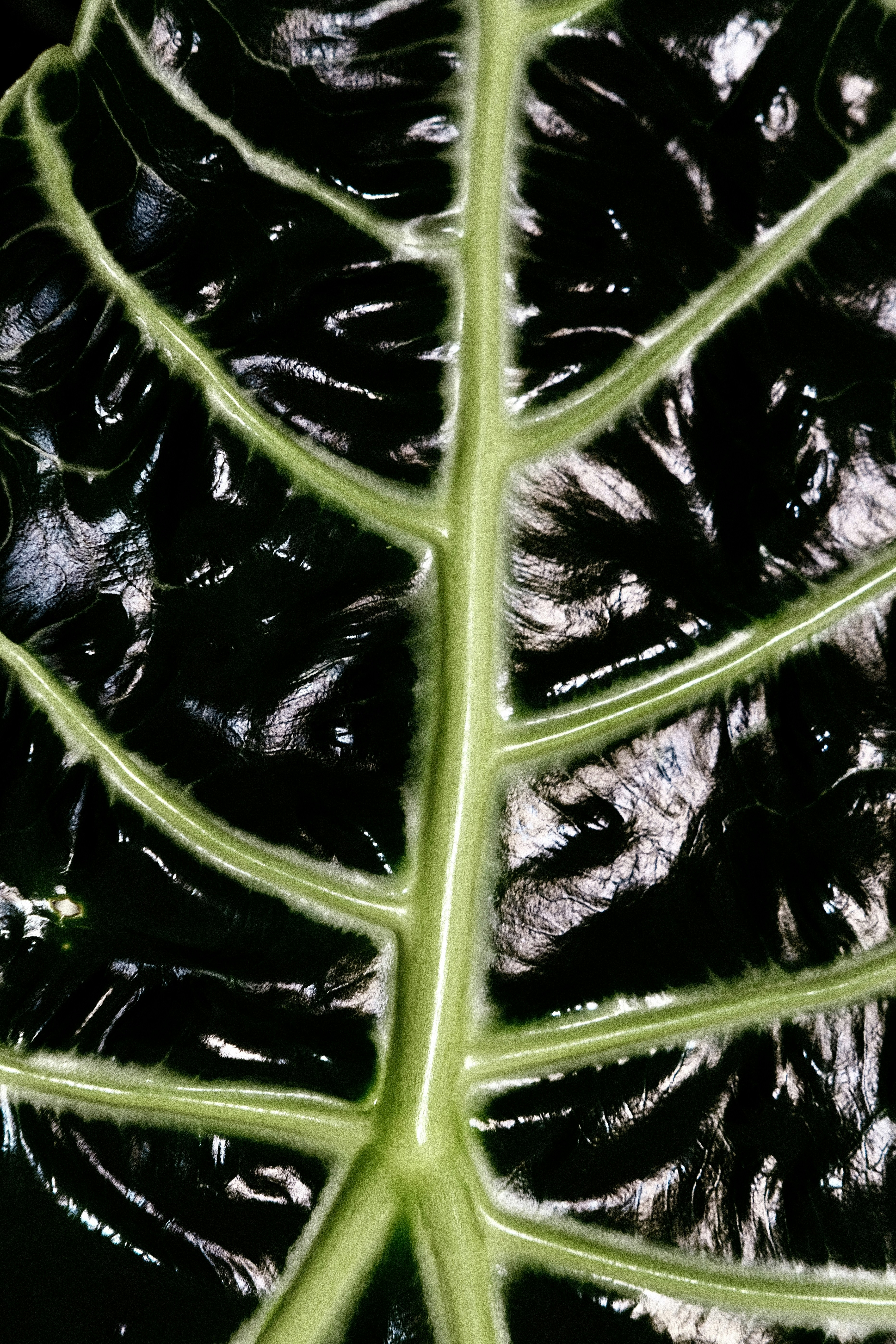 Aloe vera plant and bowl of gel
