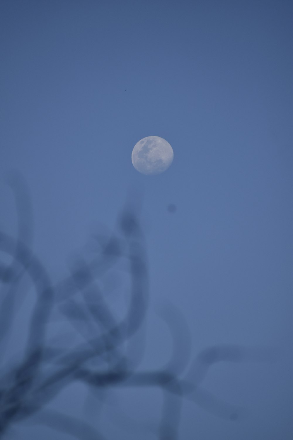 Une pleine lune vue à travers les branches d’un arbre