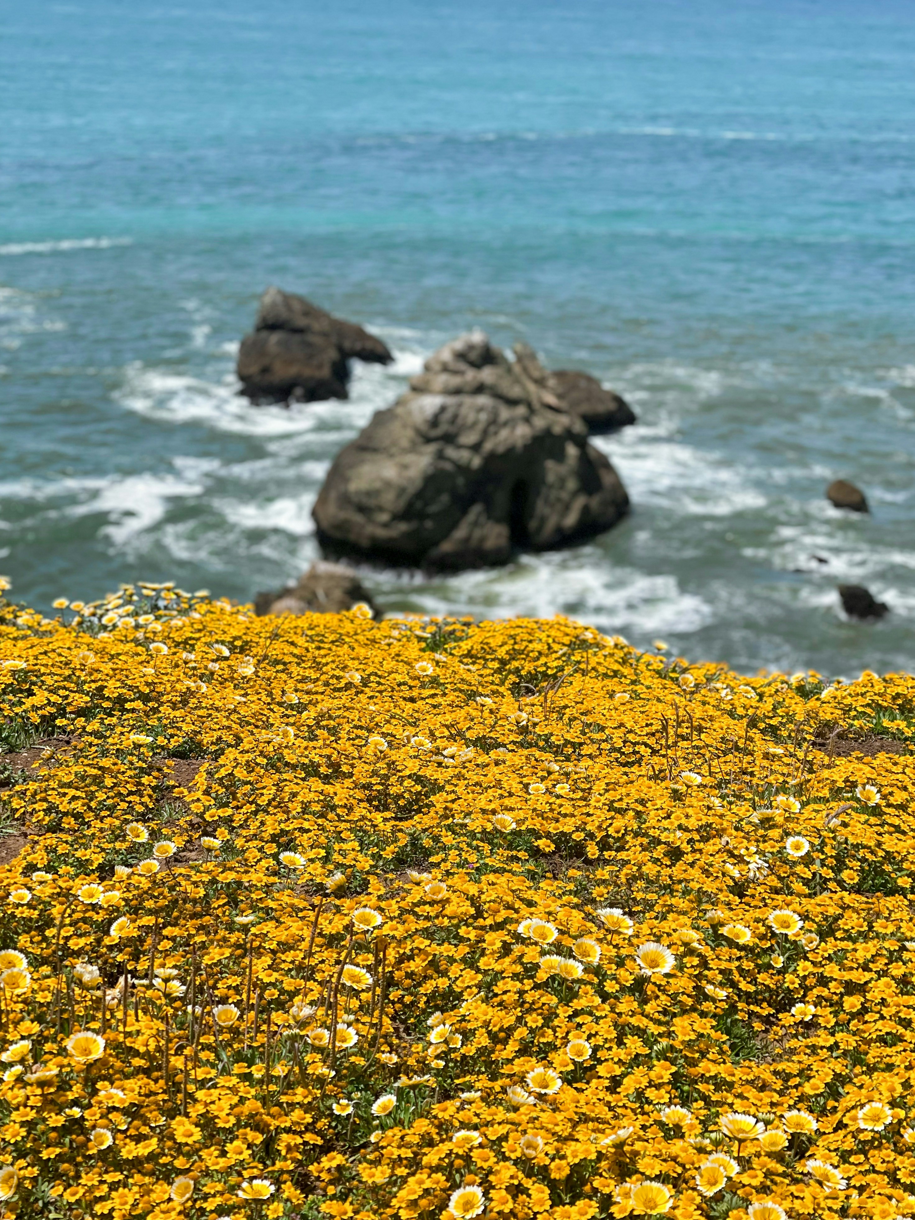 a bunch of flowers that are by the water