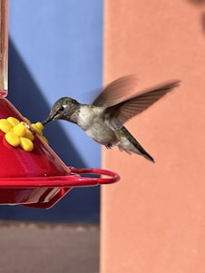 A hummingbird is feeding from a yellow feeder port attached to a red hummingbird feeder. Its wings are blurred, indicating rapid movement, and it is positioned against a background with a blue and peach-colored wall.