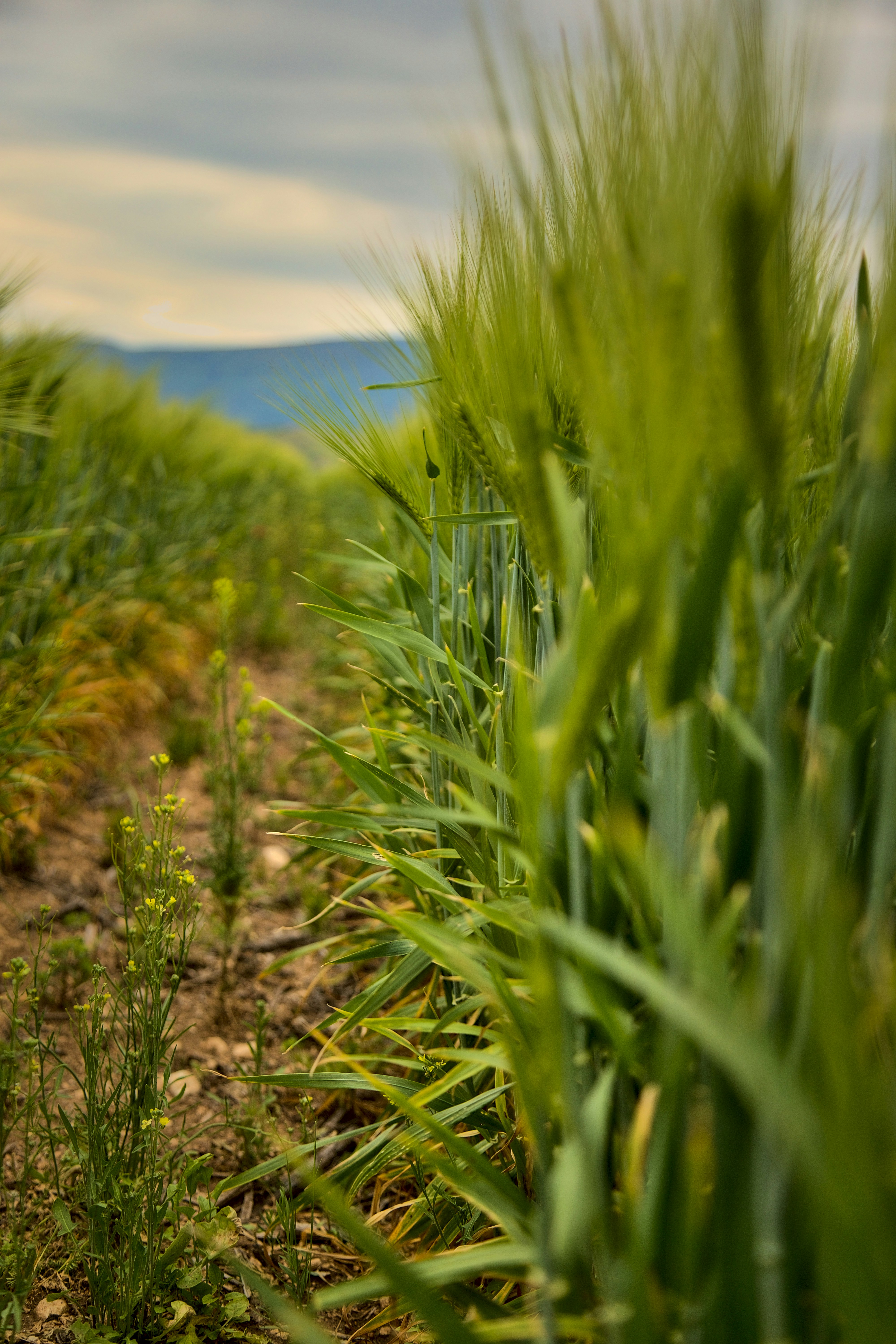 Photo by blooddrainer