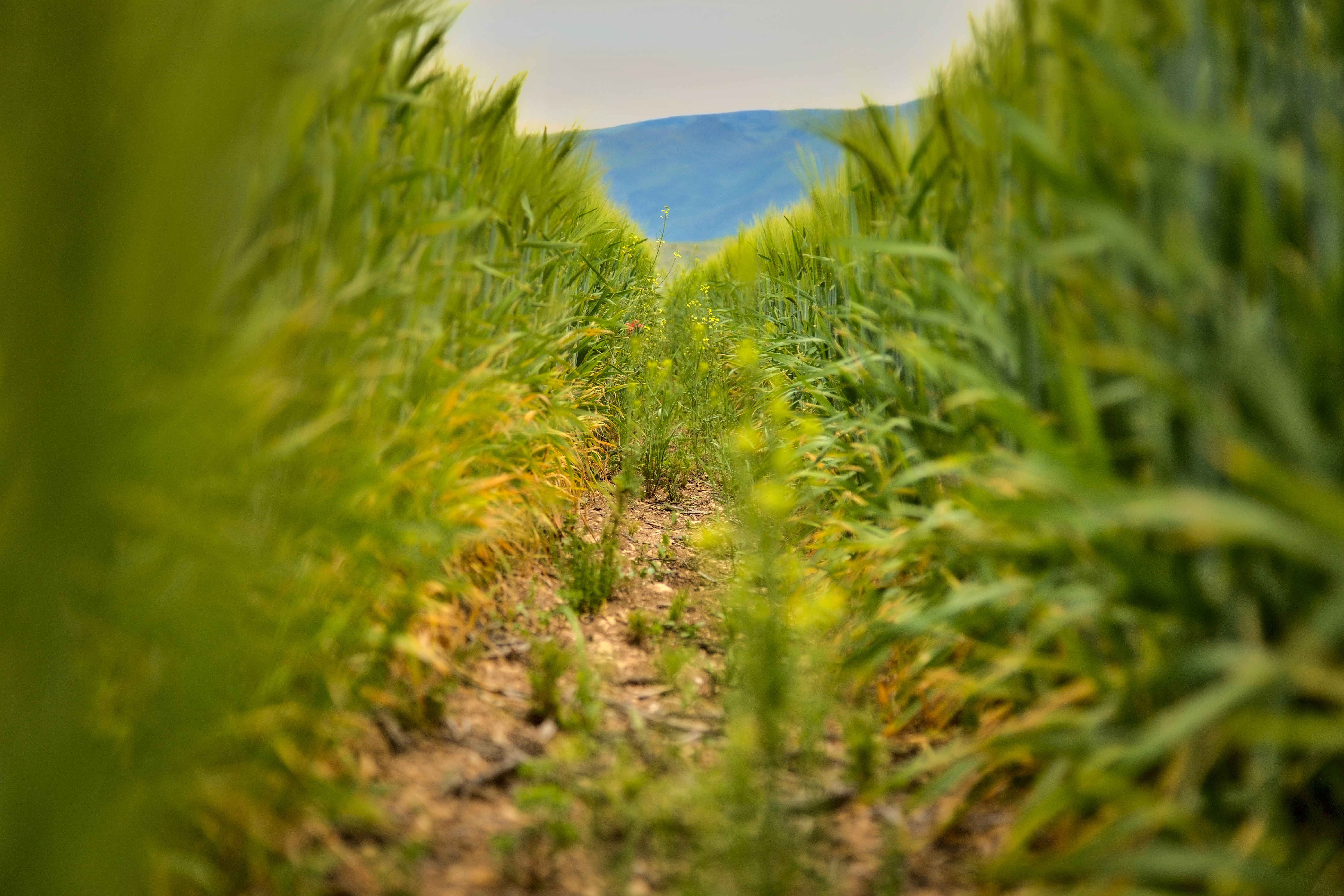 Photo by blooddrainer