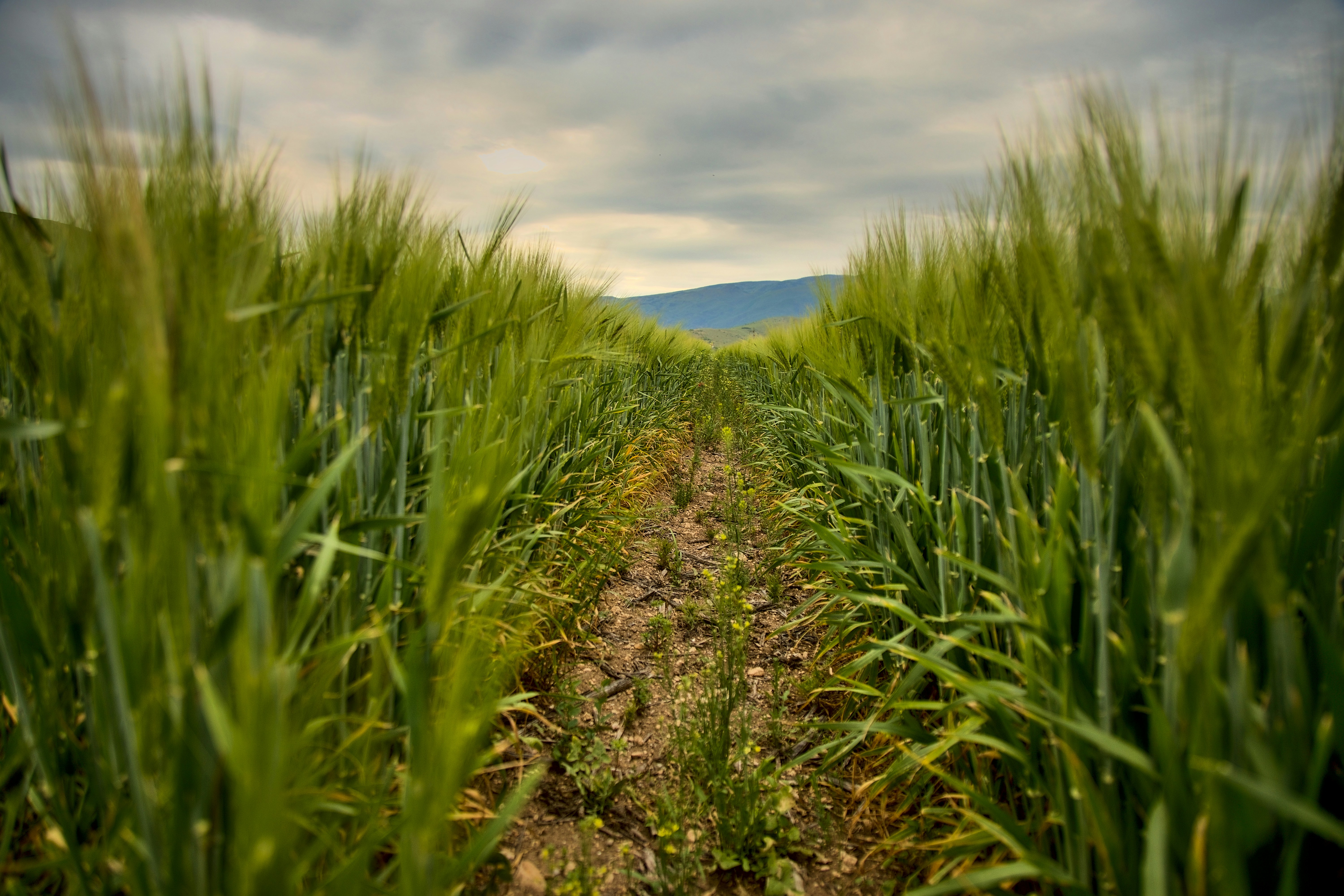 Photo by blooddrainer