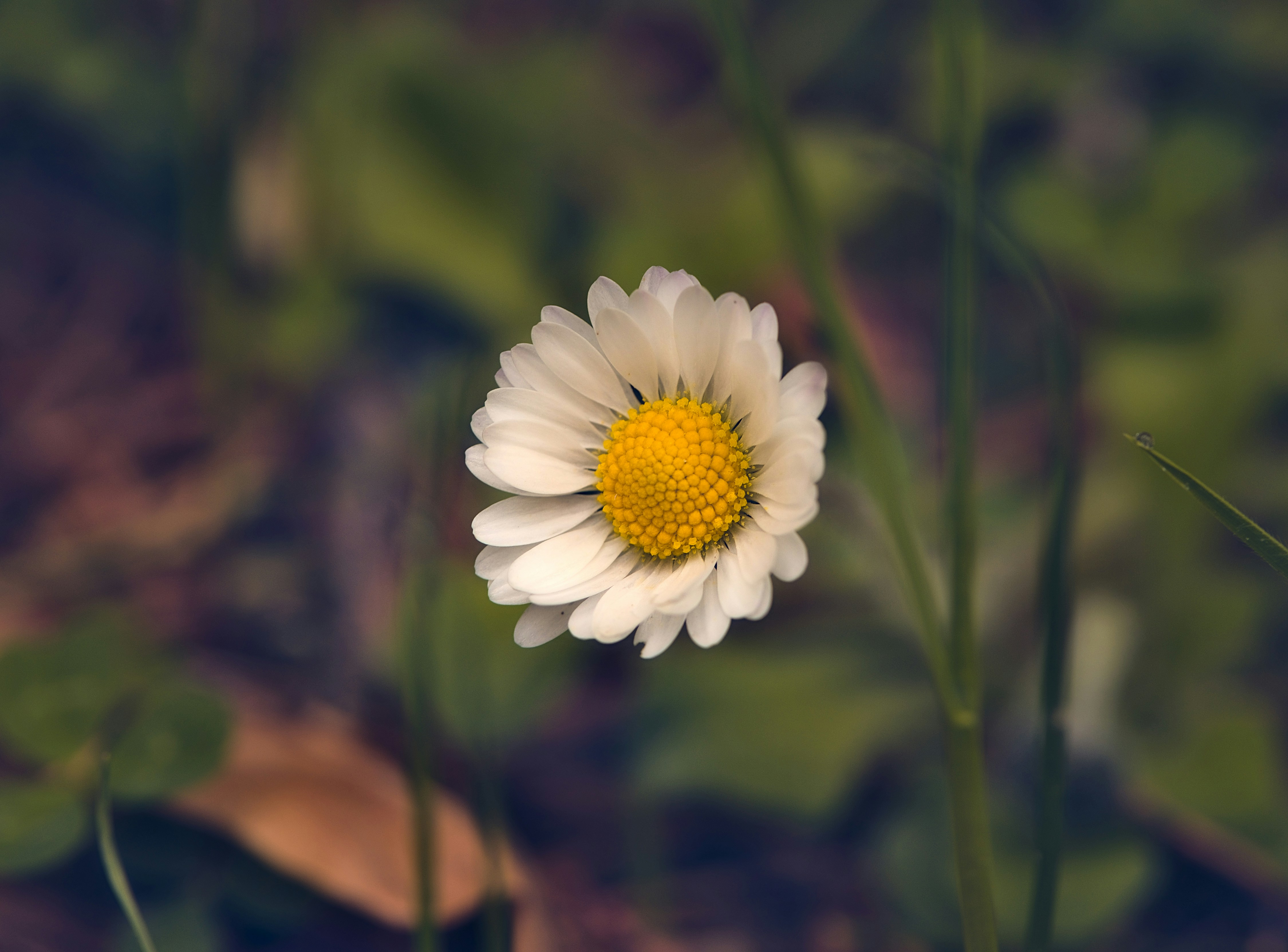 Photo by blooddrainer