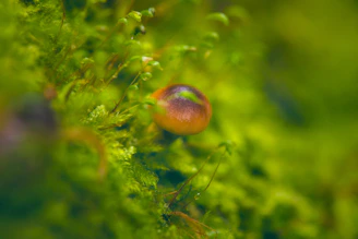 Close-up of a vibrant mushroom glowing softly in a dark forest.