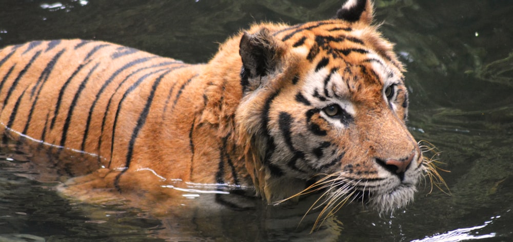 a tiger swimming in a body of water