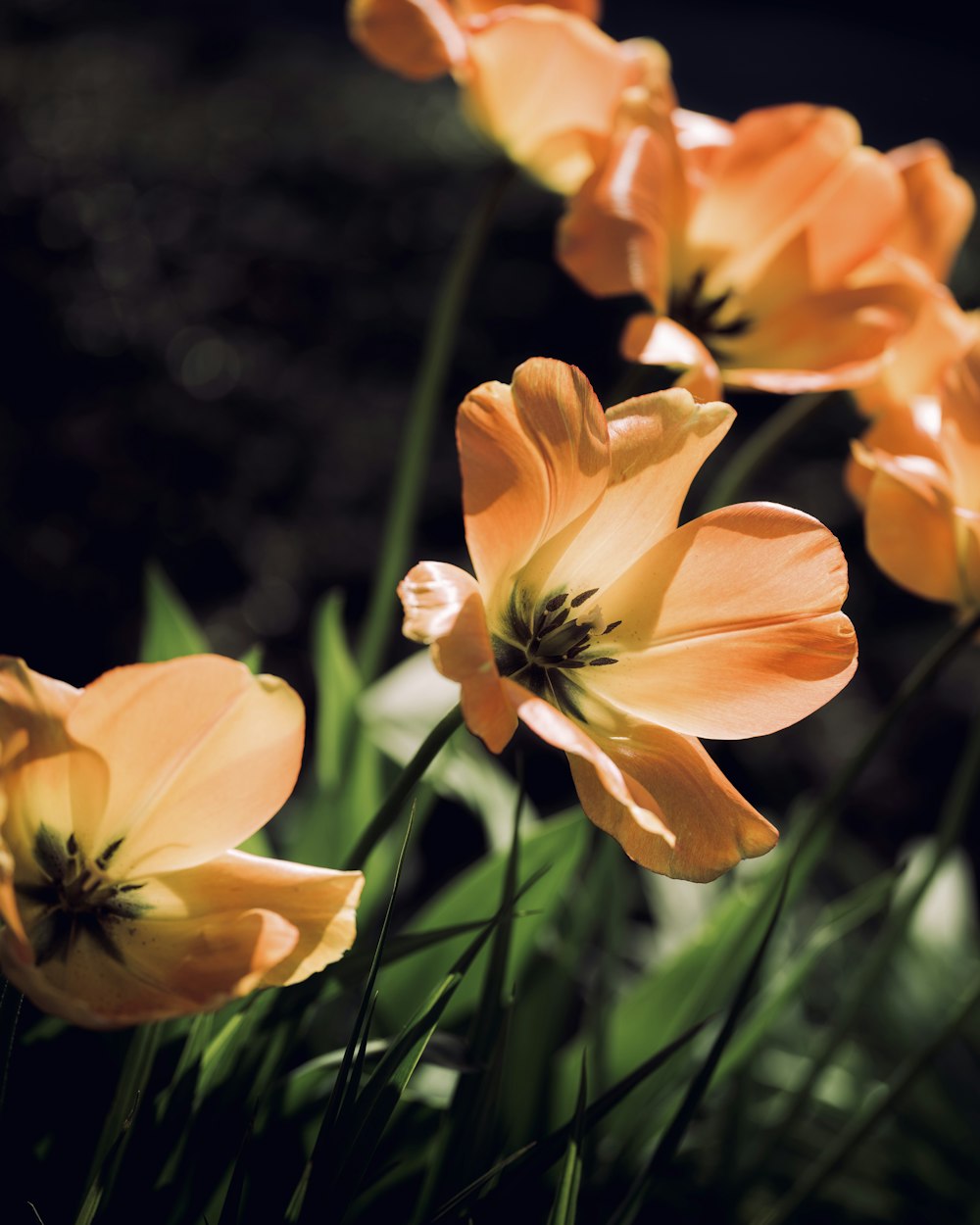 a bunch of orange flowers that are in the grass