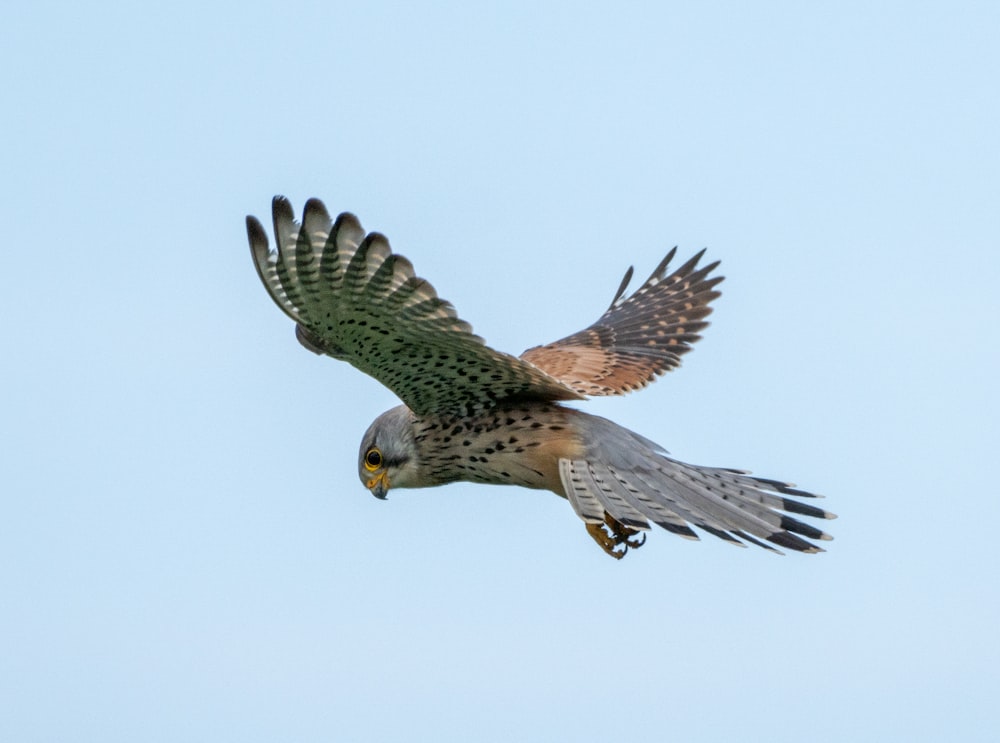 a bird of prey flying through a blue sky