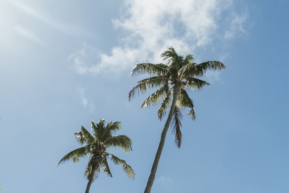 two tall palm trees against a blue sky