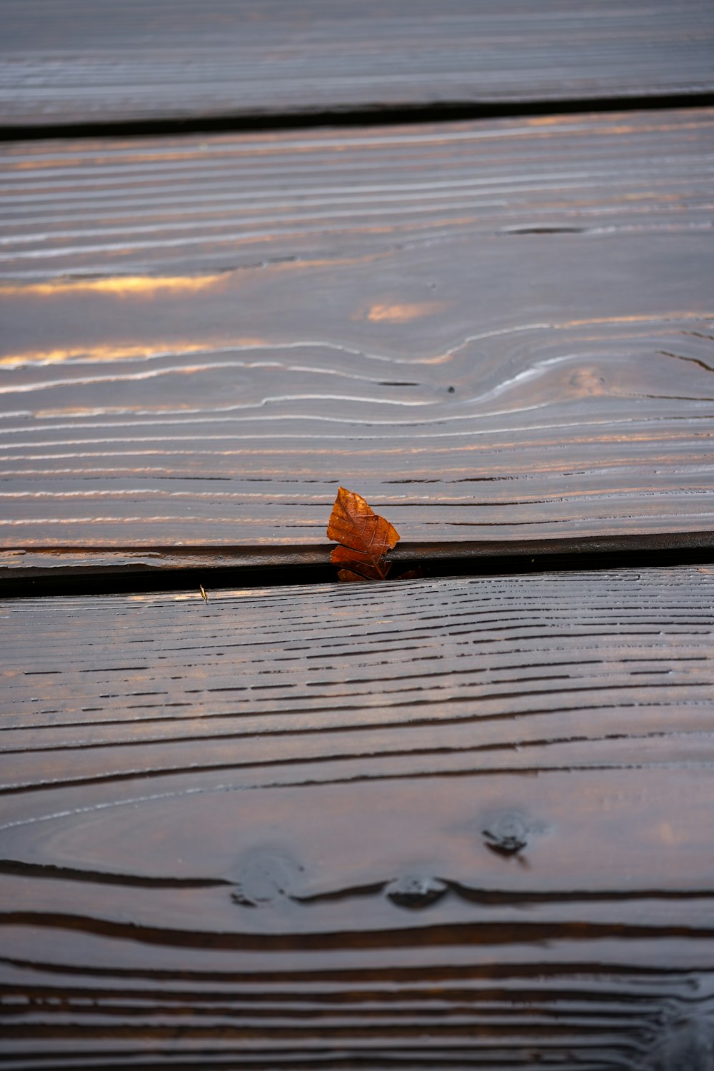 a small orange leaf sitting on top of a wooden floor