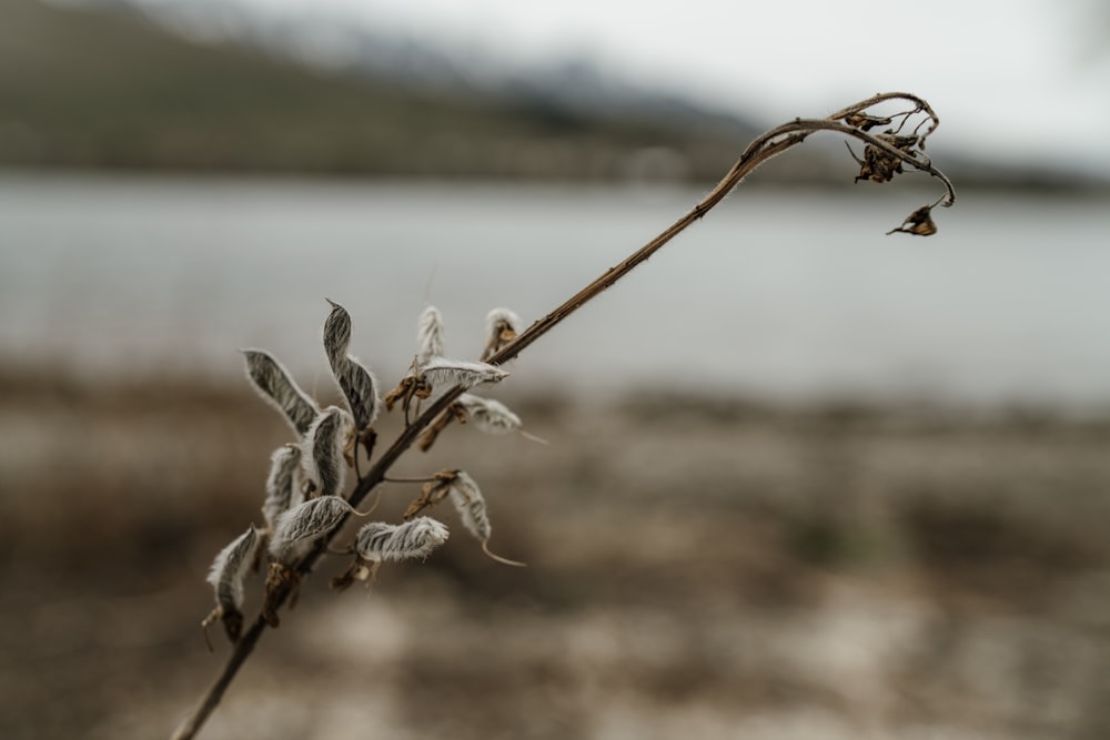 a close up of a plant with a body of water in the background