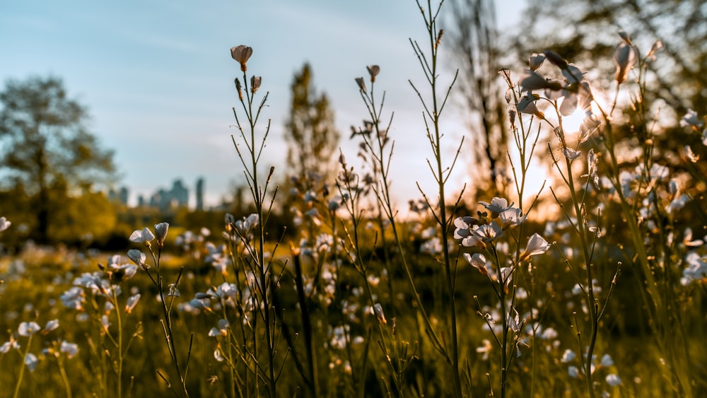 ein Feld mit Wildblumen mit der Sonne im Hintergrund