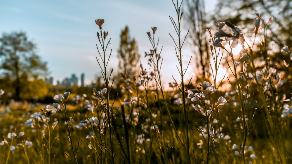 a field of wildflowers with the sun in the background