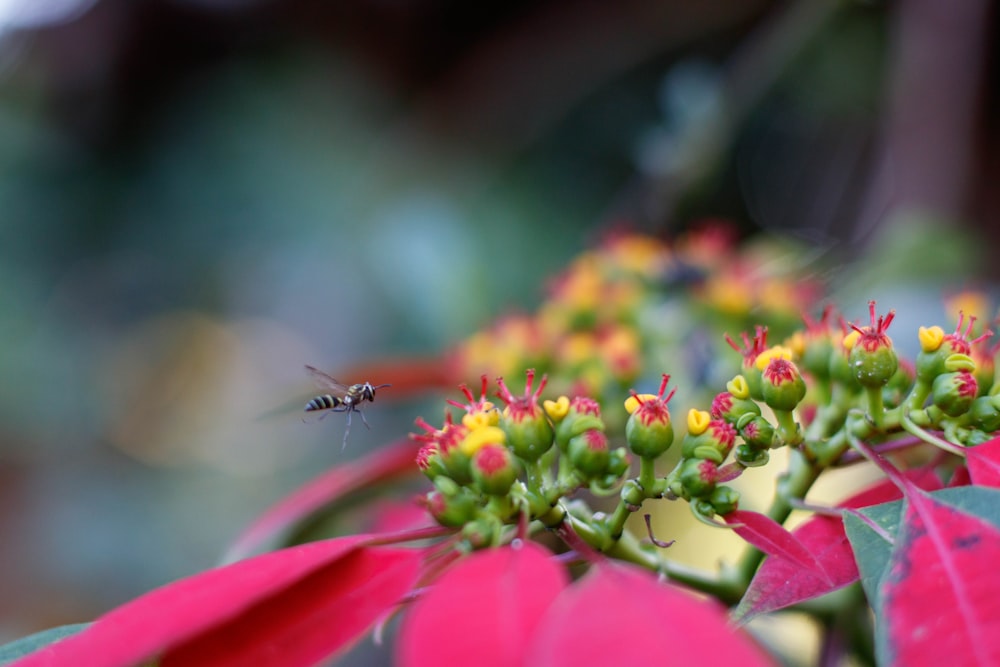 a close up of a flower with a bee on it